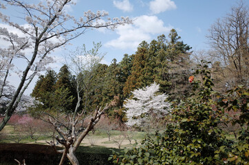 spring in the forest