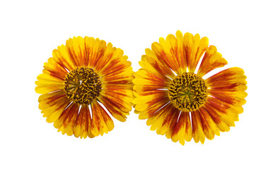 Helenium flower isolated
