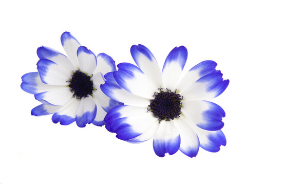 Pericallis senetti isolated
