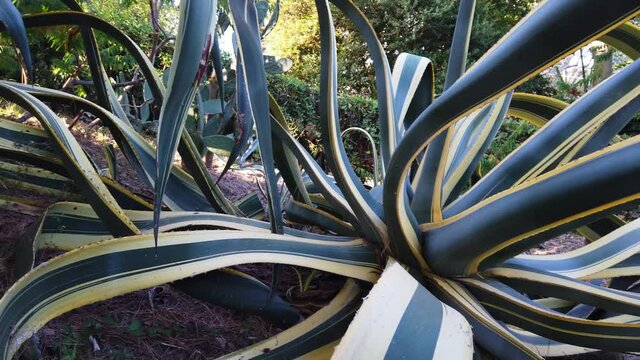 beautiful and huge aloe agave plant in a garden in Liguria, Cinque Terre
