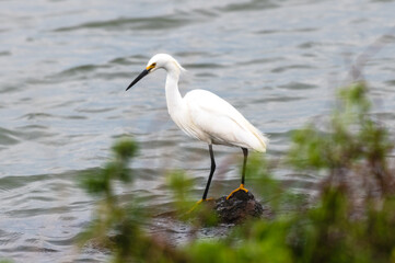 Egret