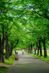 Fototapeta premium alley in the park