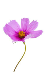 kosmeya flower isolated