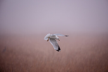 Fototapeta premium seagull in flight