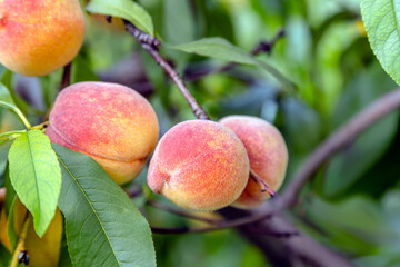 Closeup on a peach tree branch. Organic household with peaches farm.