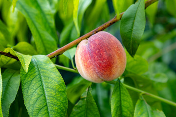 Closeup on a peach tree branch. Organic household with peaches farm.