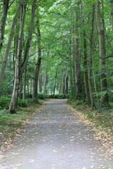 Forêt