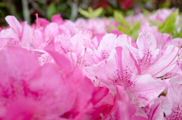 Fototapeta premium close up of pink flowers