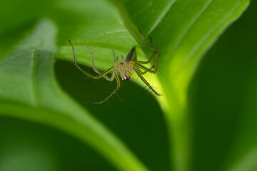 Spider on the tree with nature background