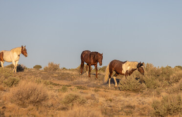 Naklejka na ściany i meble Herd of Wild Horses in the Utah Desert