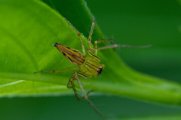 Spider on the tree with nature background