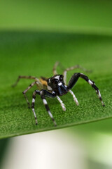 Close-up Spider on the tree with nature background