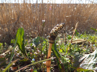caterpillar on a branch
