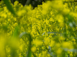 Obraz premium field of yellow flowers