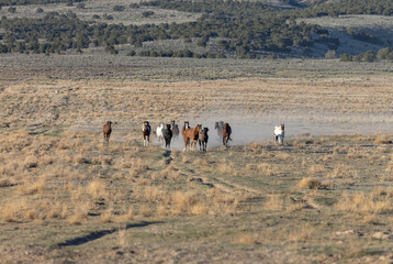 Herd of Wild Horses in the Utah Desert