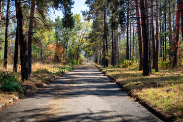 path in the forest