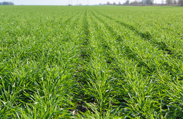 Autumn sprouts of winter wheat crops