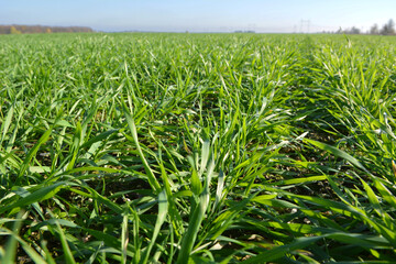 Autumn sprouts of winter wheat crops