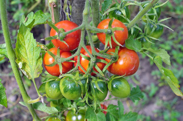 Tomatoes are grown in the open ground