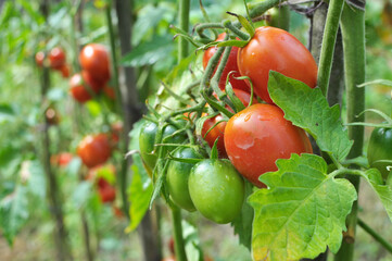 Tomatoes are grown in the open ground