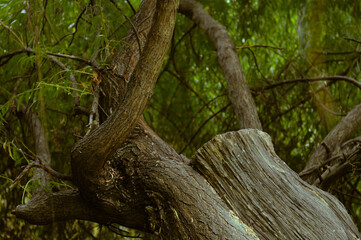 Fototapeta premium Willow tree