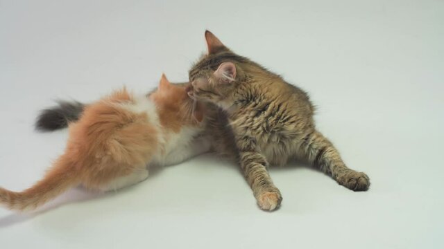 Striped cat mom, nursing breast milk baby ginger kitten.