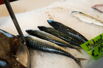 mackerel fish at one of the bazaars