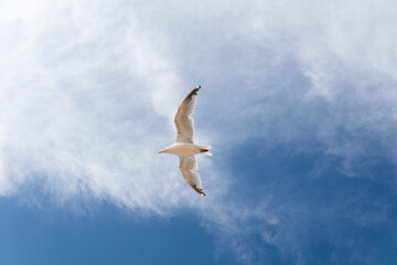 Obraz premium seagull in the sky over the sea