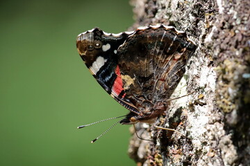 profil de papillon vulcain sur un tronc d'arbre