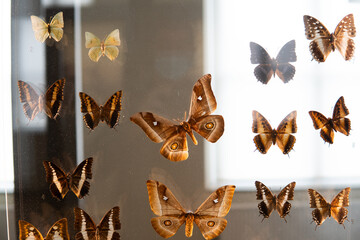 Fototapeta premium collection of butterflies at one of the exhibitions