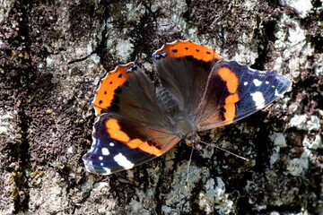 papillon vulcain sur un tronc d'arbre ailes ouvertes