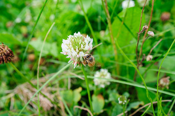 bee on a flower