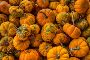 Assortment of mini pumpkins