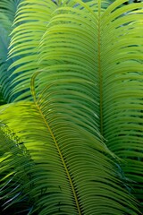 green fern leaves