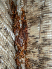 Serious bed bug infestation, bed bugs developed unnoticed on the mattress in folds and seams