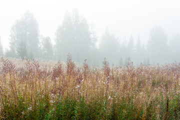 autumn forest glade in the morning fog