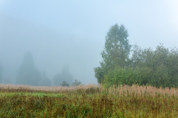 Obraz na płótnie Canvas wild forest glade in the morning haze