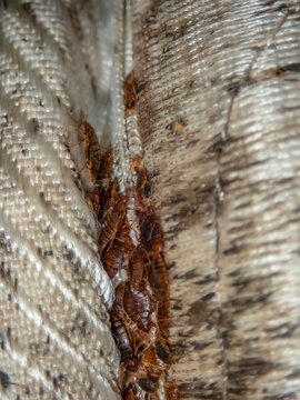 Serious Bed Bug Infestation, Bed Bugs Developed Unnoticed On The Mattress In Folds And Seams