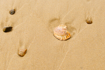 Sea shell and pebbles in the wet sand at the beach.