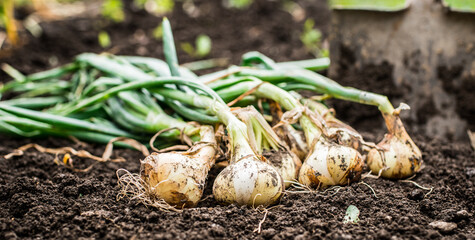 Onions grown in a home garden. Organic onions laid on the soil.
