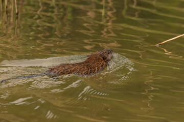 Oberriet Switzerland, April 28, 2021 Beaver swims in a lake