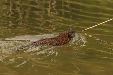 Oberriet Switzerland, April 28, 2021 Beaver swims in a lake