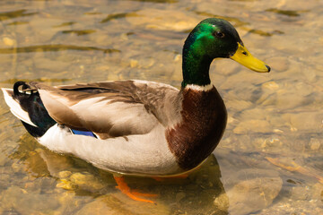 Oberriet Switzerland, April 28, 2021 Duck in a lake