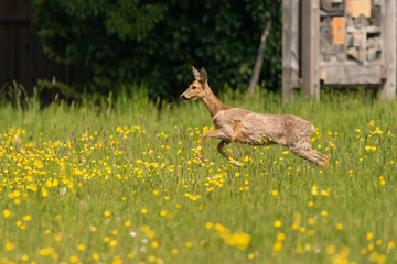 Oberriet Switzerland, April 28, 2021 Deer runs over a meadow