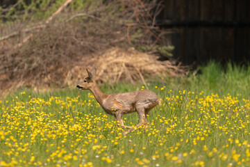 Oberriet Switzerland, April 28, 2021 Deer runs over a meadow