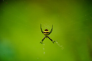spider on a web