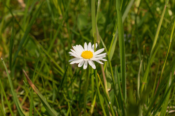 Oberriet Switzerland, April 28, 2021 Daisy flower in a meadow