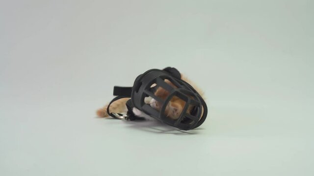 A little kitten chews on a dog's muzzle