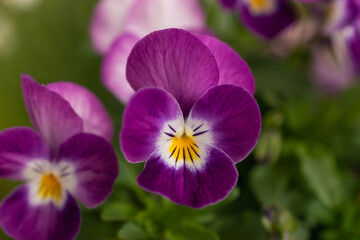 Ruggell, Liechtenstein, April 28, 2021 Leaf of a lila flower