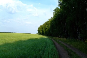 field with wheat on a clear day